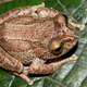 Illustration for article titled Scientists find 8 impossibly adorable new frogs in a single forest